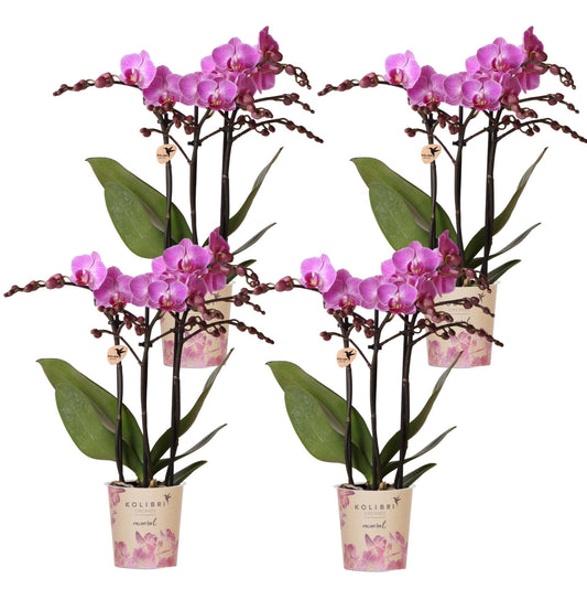 Kolibri Orchids | KOMBI-ANGEBOT mit 4 Phalaenopsis-Orchideen - Wien - Topfgröße Ø9cm | Blühende Zimmerpflanze - Frisch vom Züchter 