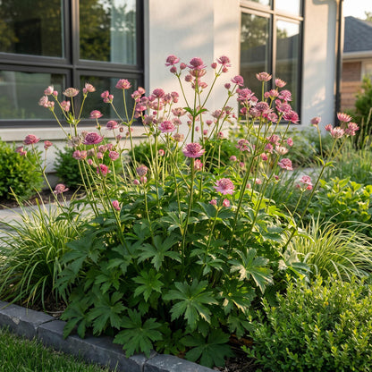 Sterndolde – Astrantia major – 6 Pflanzen – Topf Ø11cm – Bienenfreundliche Staude für Garten & Balkon