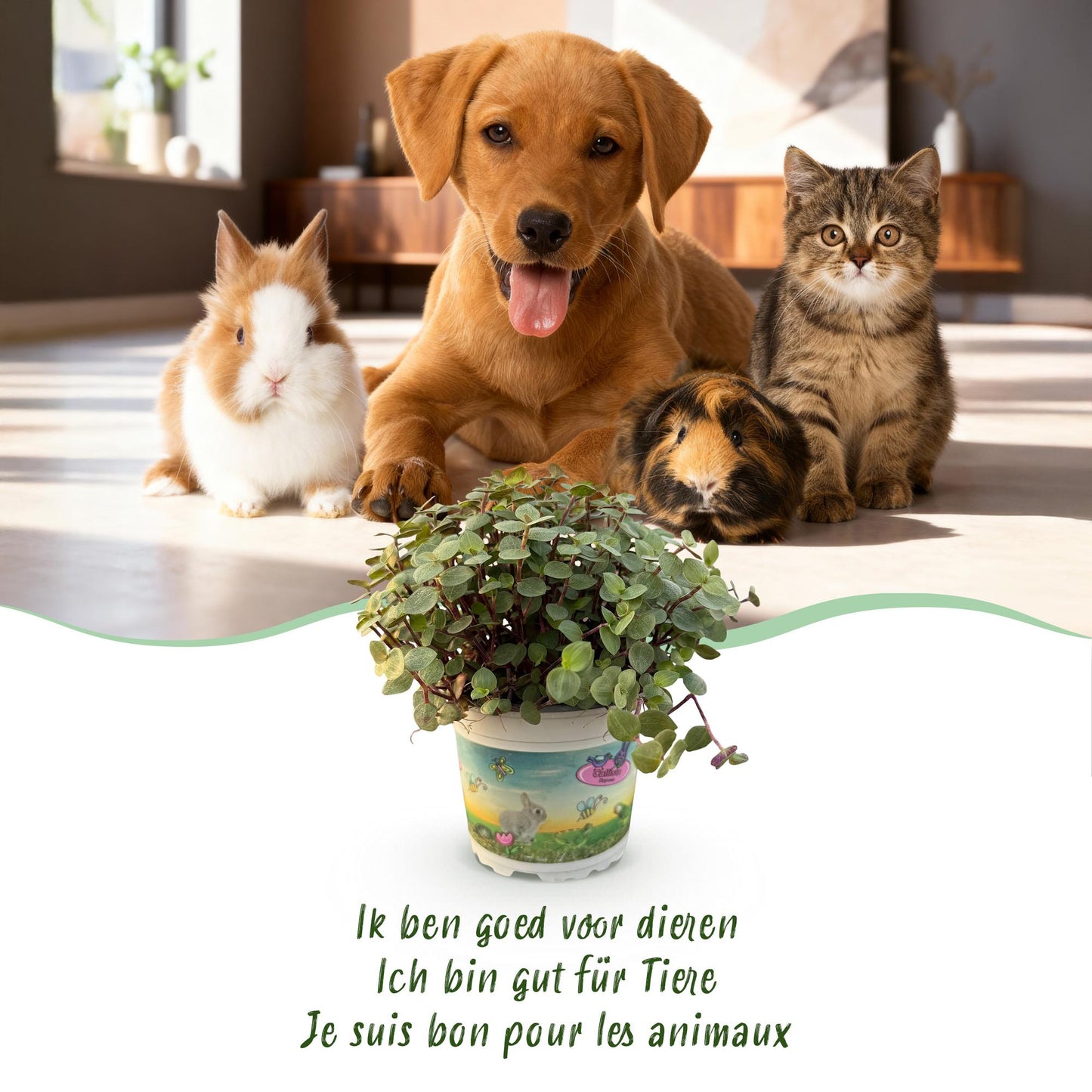 Green boutiQ - Zimmerpflanze - Calissia repens - Katzengras - Haustierfreundlich - Grün - 2 Pflanzen - mit Potter Weiß - Topf 12cm - Höhe 17-20cm 