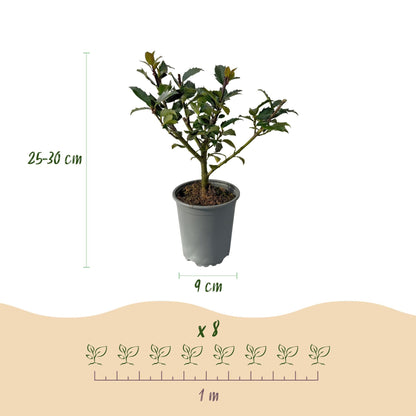 Stechpalme – Ilex meserveae Blue Maid – Heckenpflanze – Blatt grün – 8 Pflanzen – 1 laufender Meter – immergrün – 9cm Höhe 25-30cm 