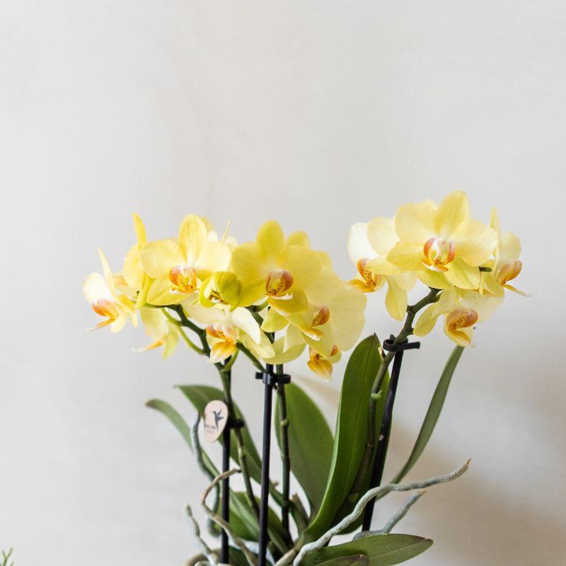 Kolibri Company | Bloom Green Pflanzenset | Gelbe Albenga Orchidee 9cm + Grünpflanzen inkl. Übertöpfe 