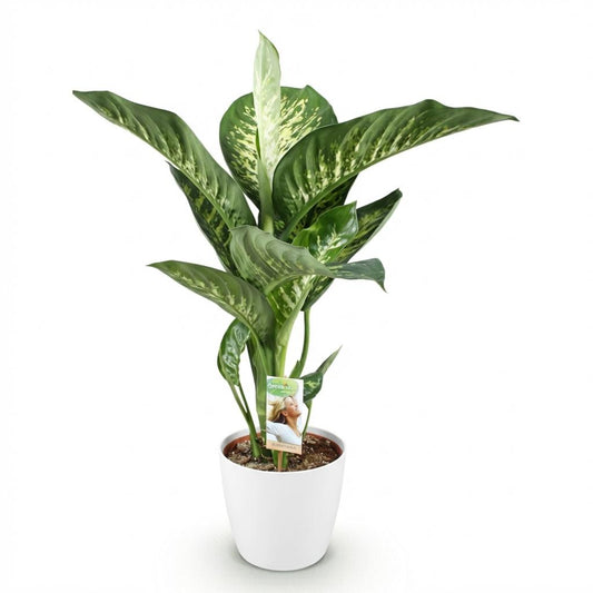 Green boutiQ - Zimmerpflanzen - Diefenbachia Tropic Snow - Dieffenbachia - Wenig Pflege - mit Potter Weiß - Bunt - 1 Pflanze - mit Potter Weiß - Topf 21cm - Höhe 90-100cm 