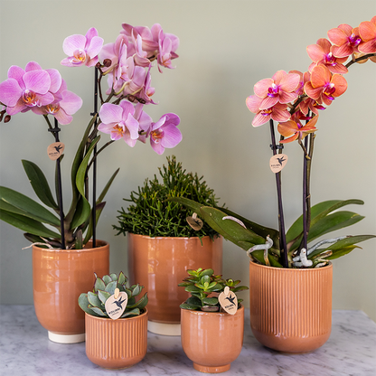 Kolibri Orchids | KOMBI-ANGEBOT mit 2 Phalaenopsis-Orchideen - Treviso - Topfgröße Ø9cm | Blühende Zimmerpflanze - Frisch vom Züchter 
