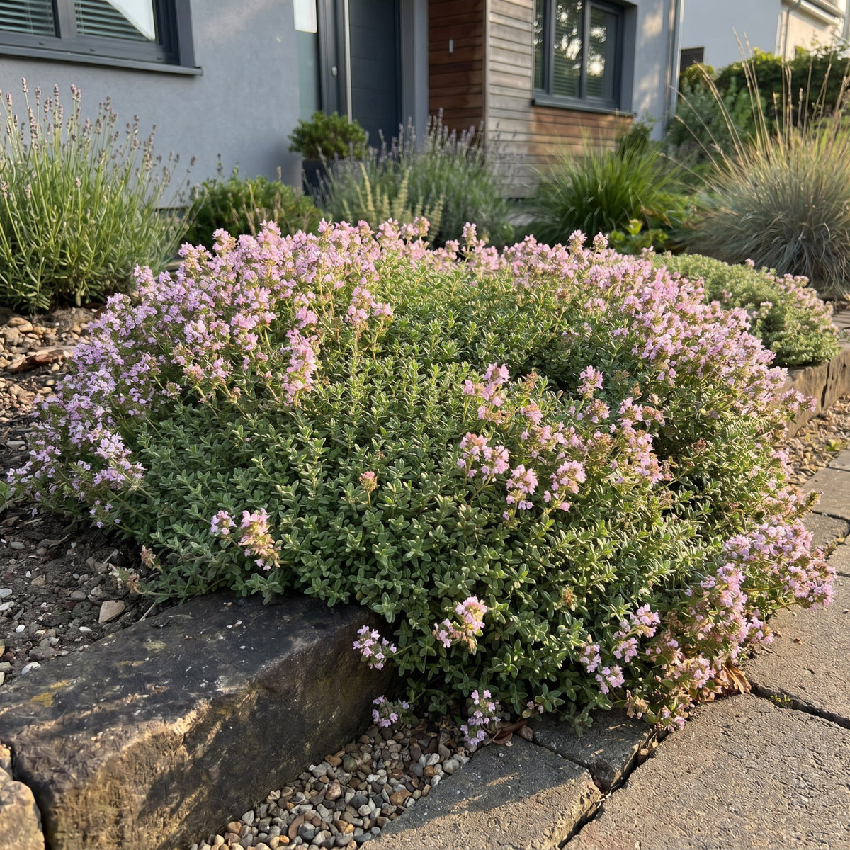 Kriech-Thymian 'Minor' – Thymus praecox 'Minor' – 6 Pflanzen – Topf Ø11cm – Bienenfreundliche Staude für Garten & Balkon