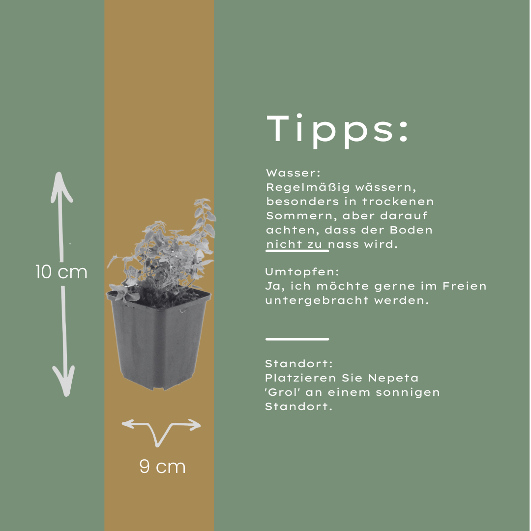 Nepeta Grol Katzenminze – 12 Pflanzen – Ø9cm – Höhe 10-25cm – Winterharte Staude – Blauviolette Blüten – Bienenfreundlich für Beet & Rabatte
