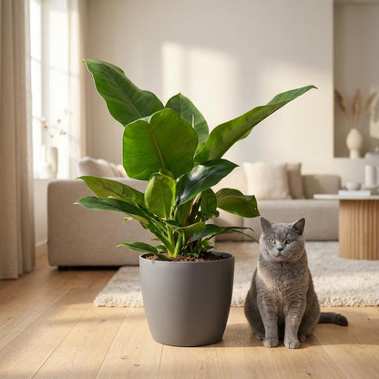 Green boutiQ - Zimmerpflanze - Philodendron - Philodendron Imperial Green - Grün - Pflegeleicht - 1 Pflanze - mit Übertopf Grau - Topf 19cm - Höhe 65cm 