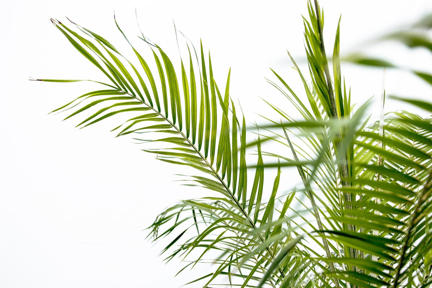 Phoenix Roebelenii auf Stiel - 190cm - 200cm 