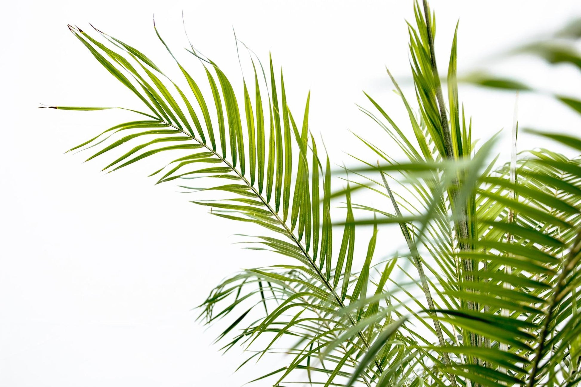 Phoenix Roebelenii auf Stiel - 190cm - 200cm 