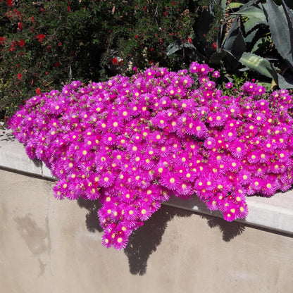 GreenboutiQ - Bodendecker - Winterhart - Delosperma - 4 Pflanzen - Farben Rot - Gelb - Lila - Rosa - Wenig Pflege - Topf 14cm Höhe 17cm 