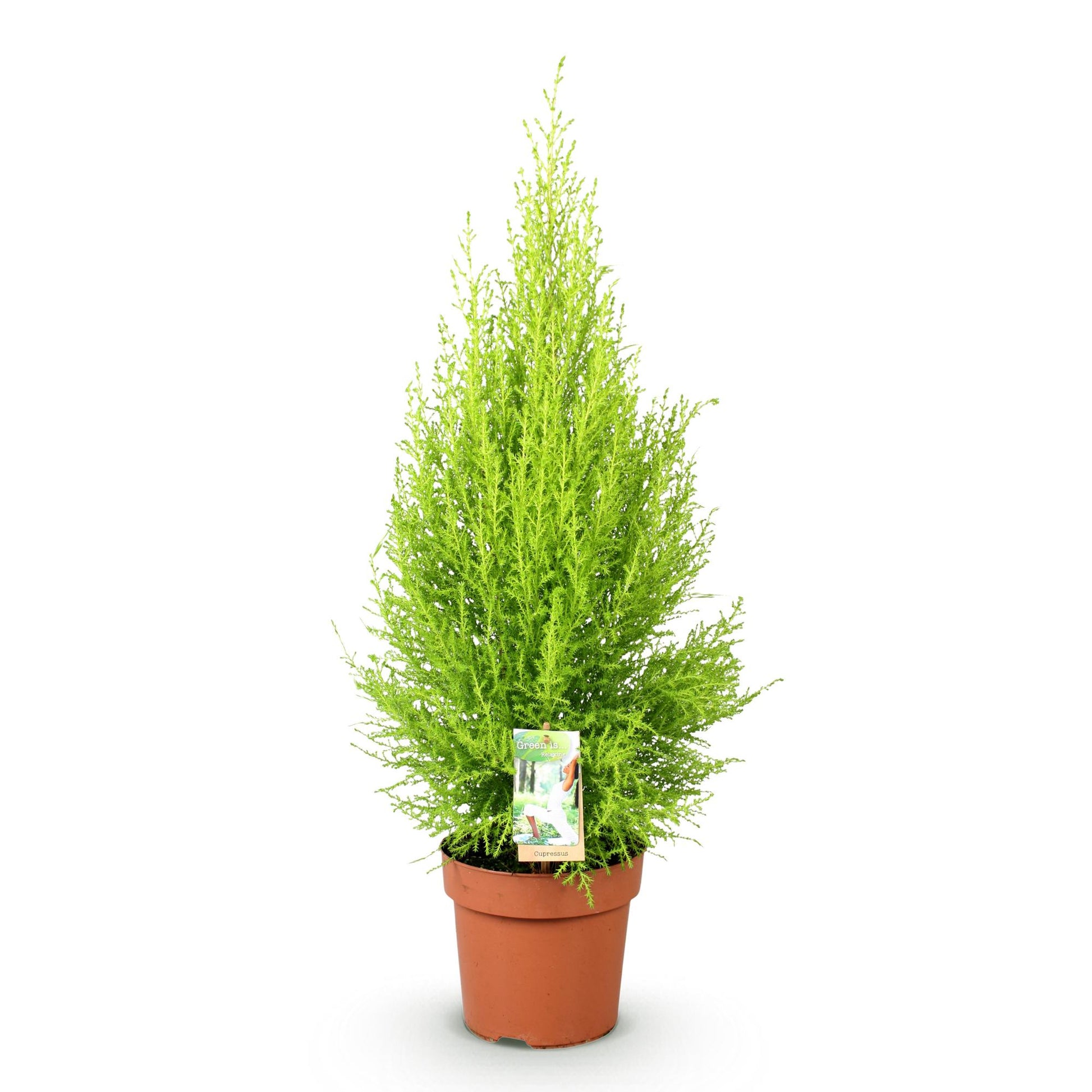 Green boutiQ - Zimmerpflanzen - Cupressus Gold Crest Wilma - Zimmerkoniferen - Wenig Pflege - Grün - 1 Pflanze - Topf 21cm - Höhe 85-95cm 