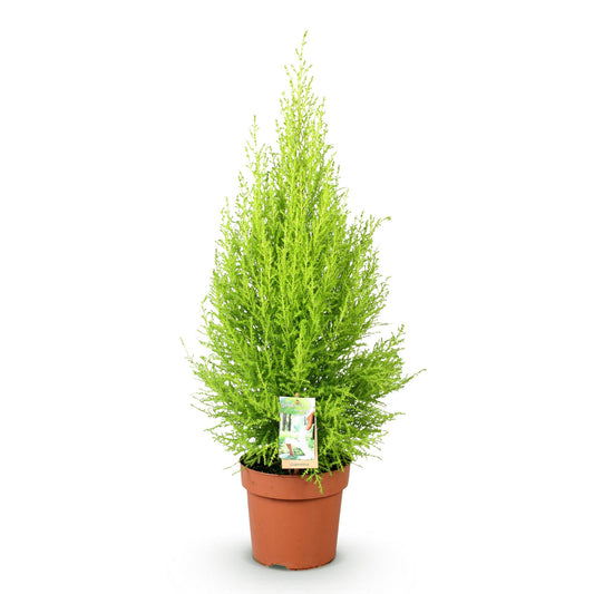 Green boutiQ - Zimmerpflanzen - Cupressus Gold Crest Wilma - Zimmerkoniferen - Wenig Pflege - Grün - 1 Pflanze - Topf 21cm - Höhe 85-95cm 