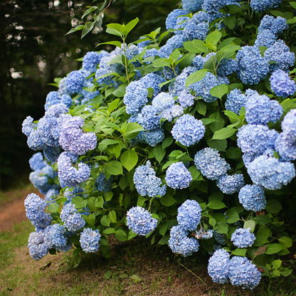 Green boutiQ - Gartenpflanze - Hydrangea macrophylla Blau - Hortensie - Winterhart - Blau - 1 Pflanze - Topf 12cm - Höhe 20-30cm 