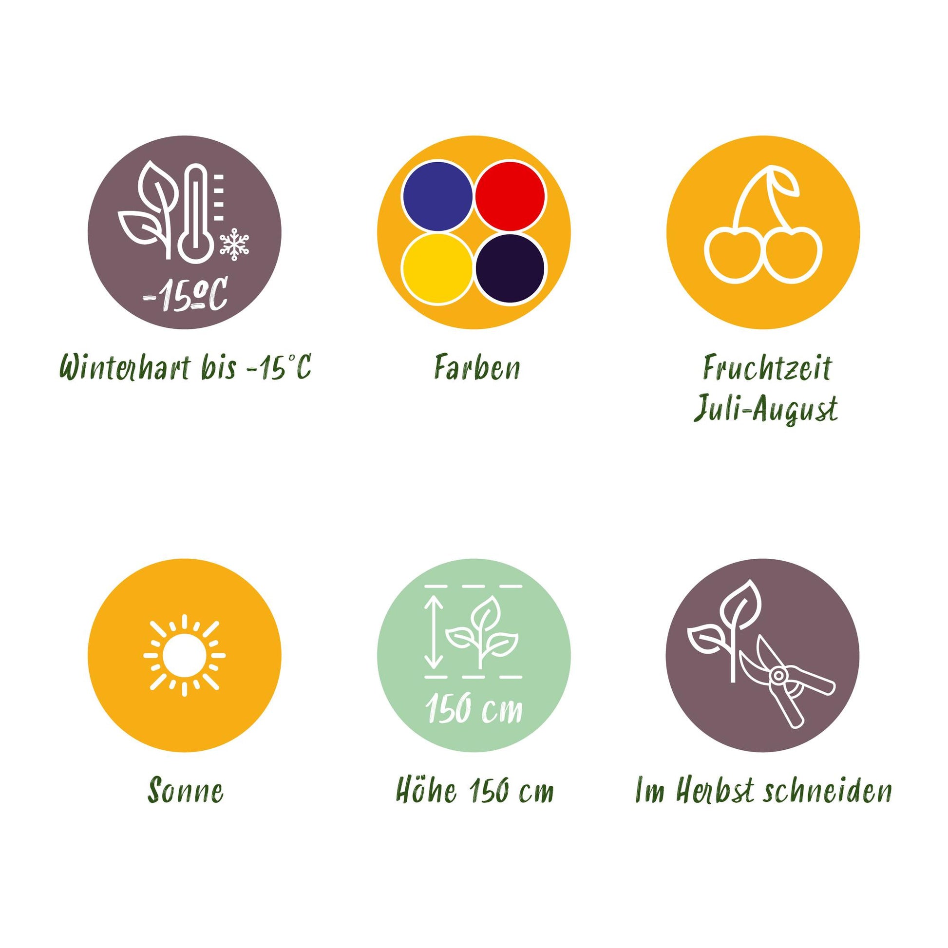 Obstpflanzen Set winterhart 4 Pflanzen Ø9cm Höhe30cm – Rote Johannisbeere Gelbe Himbeere Schwarze Brombeere Blaubeere – Für Garten Balkon & Terrasse 