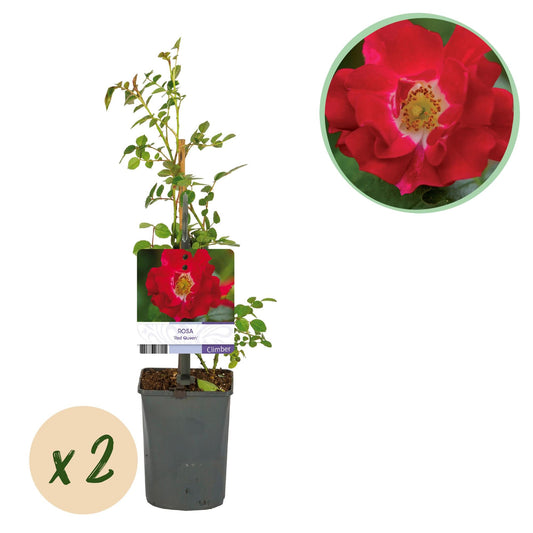 Kletterrose – Rosa Red Queen – Rote Blüten – Stark duftend – 2 Pflanzen – 11cm – Höhe 40cm – Geringer Pflegeaufwand 
