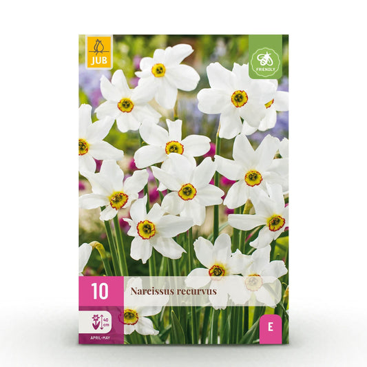 GreenboutiQ - Blumenzwiebeln - Narcis Recurvus - Farbe Weiß - 10 Stück - Zwiebelgröße 12/14 - XXL Pack 