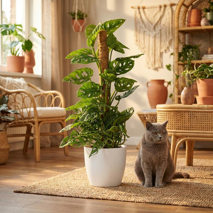 Monstera Adansonii Monkey Mask am Moosstab Fensterblatt 90cm – Zimmerpflanze mit Lochblättern im weißen Übertopf Ø19cm – Kletterpflanze pflegeleicht, tropischer Look für Wohnung & Büro 