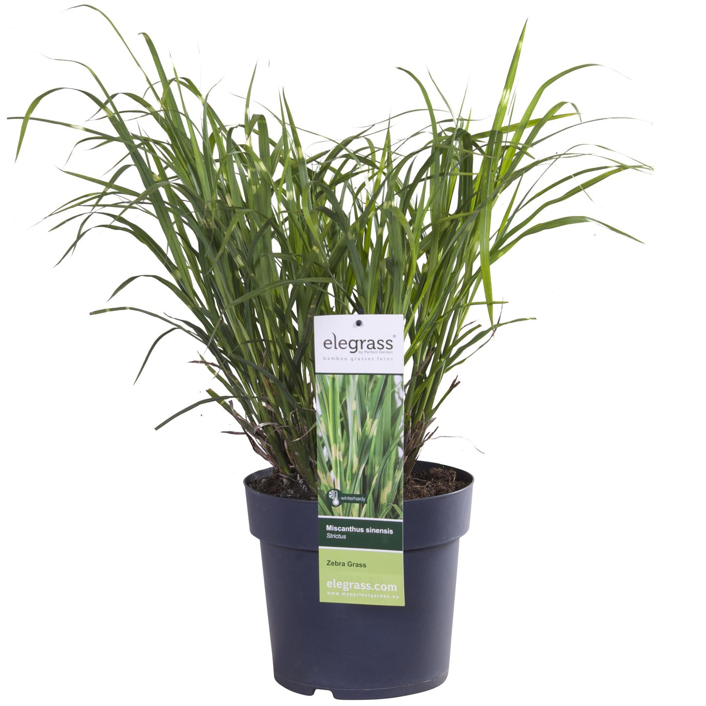 Stachelschweingras - Miscanthus sinensis Strictus - Ø23cm - ↕60cm