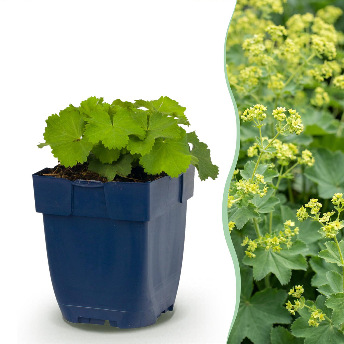 Frauenmantel – Alchemilla mollis – 6 Pflanzen – Topf Ø11cm – Bienenfreundliche Staude für Garten & Balkon