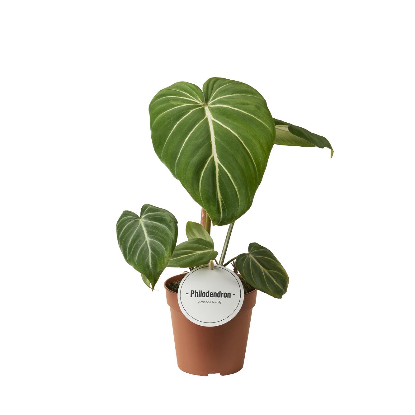 Philodendron Gloriosum Dark Form - Ø12cm - ↕25cm 