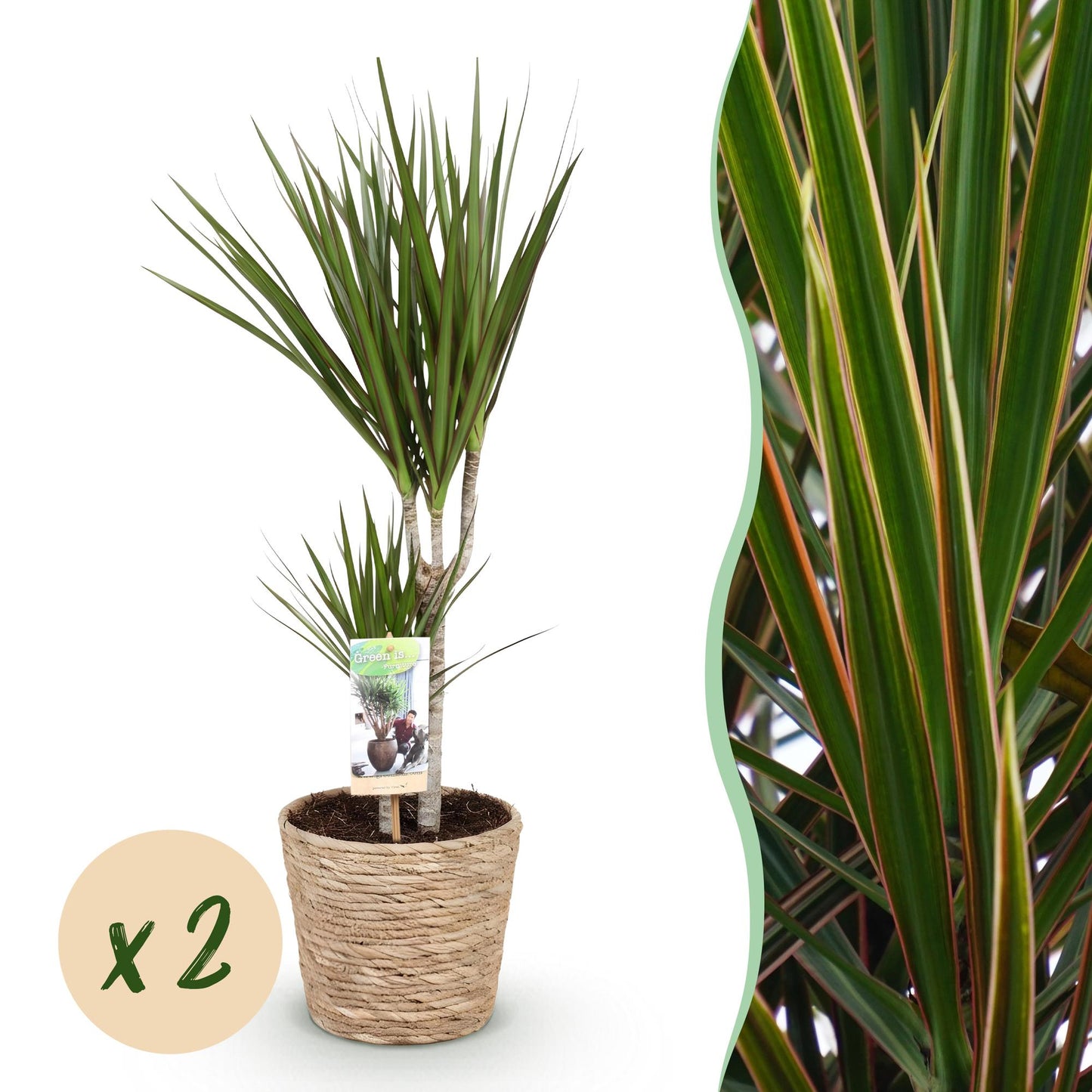 Green boutiQ - Zimmerpflanzen - Dracaena Marginata - Drachenbaum - Pflegeleicht - mit Korb - Grün - 2 Pflanzen - Topf 17cm - Höhe 70-80cm 