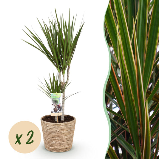 Green boutiQ - Zimmerpflanzen - Dracaena Marginata - Drachenbaum - Pflegeleicht - mit Korb - Grün - 2 Pflanzen - Topf 17cm - Höhe 70-80cm 