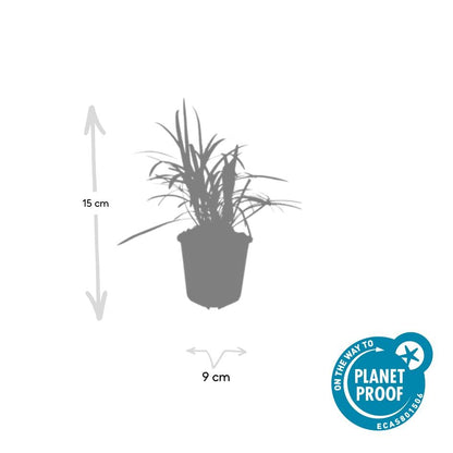 Glöckchentraube - Liriope muscari 'Monroe White' - ↕10-25cm - Ø9cm - 20 Pflanzen – Immergrüner Bodendecker – Winterhart & Pflegeleicht