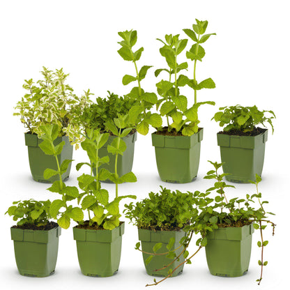 Staudenset „Teekräuter“ – 8 aromatische Kräuterstauden für ca. 1 m² – Für frischen Kräutertee aus dem eigenen Garten – Pflegeleichtes Kräuterpaket – Ø11 cm 