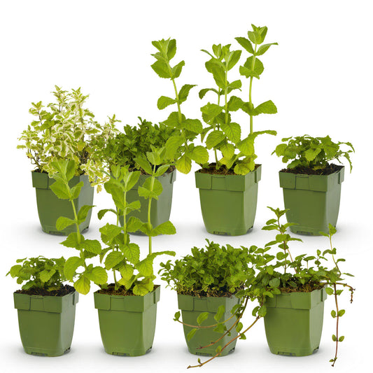Staudenset „Teekräuter“ – 8 aromatische Kräuterstauden für ca. 1 m² – Für frischen Kräutertee aus dem eigenen Garten – Pflegeleichtes Kräuterpaket – Ø11 cm 