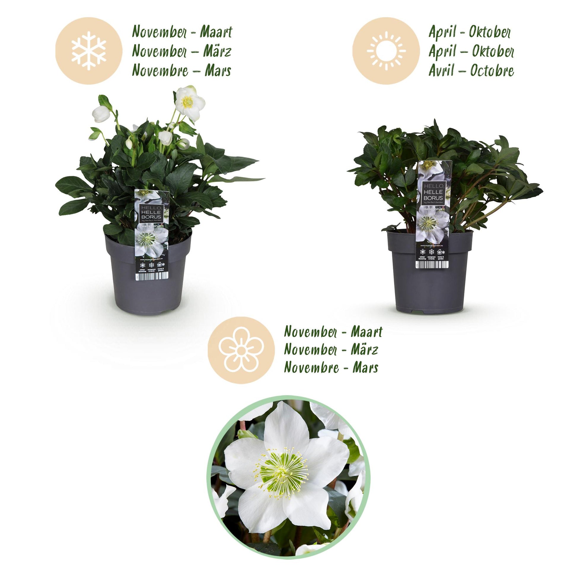 GreenboutiQ - Gartenpflanze - Weihnachtsrose - Helleborus Christmas Carol - Weiße Blüte - 2 Pflanzen - Immergrün - Topf 14cm Höhe 30cm 