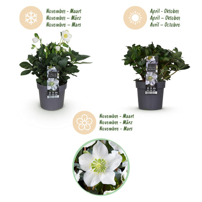 GreenboutiQ - Gartenpflanze - Weihnachtsrose - Helleborus Christmas Carol - Weiße Blüte - 2 Pflanzen - Immergrün - Topf 14cm Höhe 30cm 
