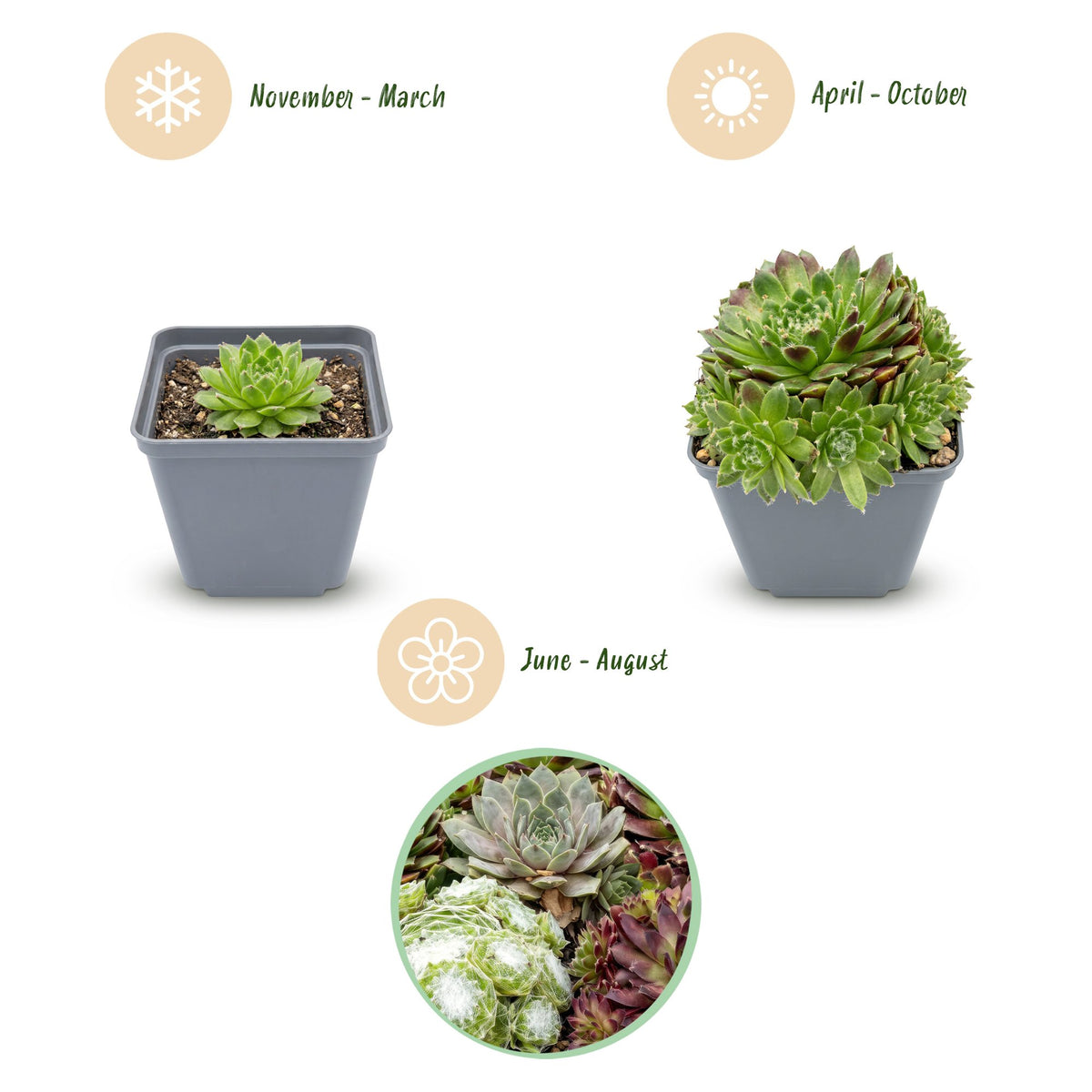 Hauswurz 'Big Sam' – Sempervivum 'Big Sam' – 6 Pflanzen – Topf Ø7cm – Höhe 10-12cm
