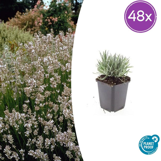 Lavandula intermedia 'Edelweiss' – 48 Pflanzen – Winterharter Weißblühender Lavendel – Duftend & Bienenfreundlich – Pflegeleicht für Beete, Steingärten & Töpfe 