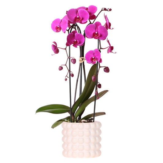 Kolibri Orchids | Lila Freeride Niagara Falls Orchidee + Poppy White Übertopf – Topfgröße Ø12 cm | Blühende Zimmerpflanze – Frisch vom Züchter 