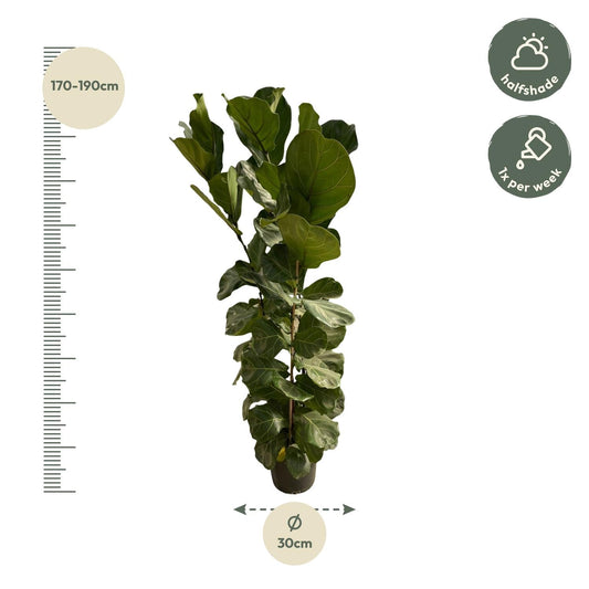 Ficus lyrata – Geigenfeige – Zimmerpflanze – Ø30cm – Höhe ca. 180cm – Großblättrige Grünpflanze mit aufrechtem Wuchs – Für Wohnzimmer & Büro 