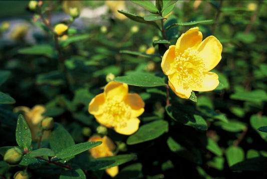 Johanniskraut Hypericum dummeri 'Peter Dummer' – ↕10-25cm – Ø9cm – 20 Pflanzen – Winterharter Bodendecker mit gelben Blüten