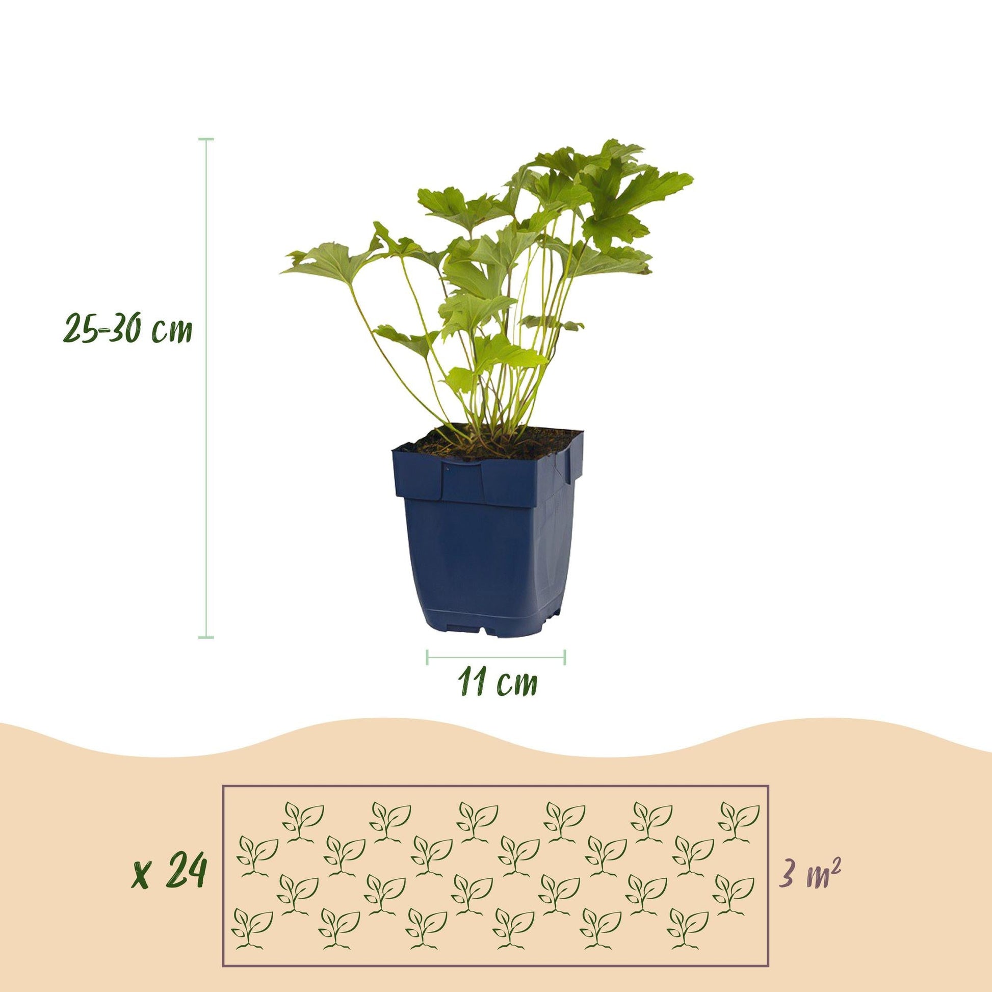 Staudenset „Weiß“ – 24 weißblühende Stauden für ca. 3 m² – Elegantes Borderpaket für sonnige Gartenbereiche – Pflegeleicht & harmonisch abgestimmt – Ø11 cm 