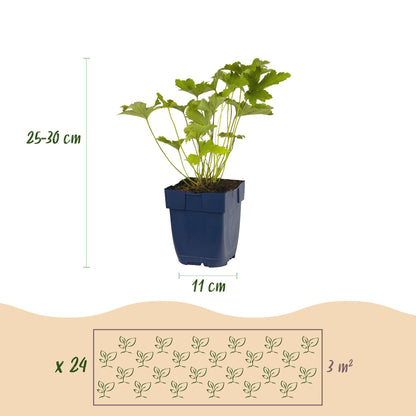 Staudenset „Weiß“ – 24 weißblühende Stauden für ca. 3 m² – Elegantes Borderpaket für sonnige Gartenbereiche – Pflegeleicht & harmonisch abgestimmt – Ø11 cm 