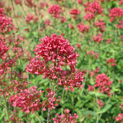 Rote Spornblume Centranthus ruber Coccineus – 60 Pflanzen – Sommerblühende Staude für Sonne & trockene Standorte – Insektenfreundlich für Beet & Steingarten – 10-25cm – Ø9cm