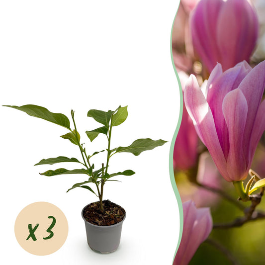 GreenboutiQ - Gartenpflanze - Magnolia Heaven Scent - Blüte Rosa - 3 Pflanzen - Laubabwerfend - Wenig Pflege - Topf 12cm Höhe 30cm 