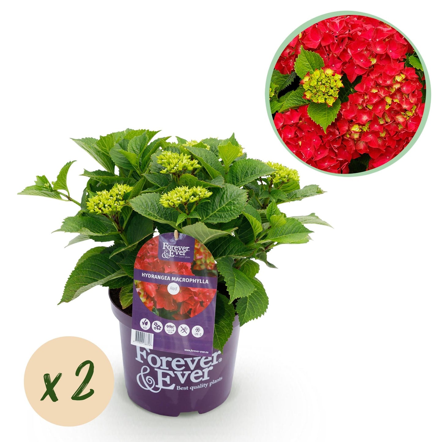 Hortensie Forever & Ever – Rot – 2 Pflanzen – Hydrangea macrophylla – Je im 23 cm Topf – Ca. 55 cm hoch – 7–12 Blüten – Langanhaltende Blüte – Für Beet, Balkon & Terrasse 