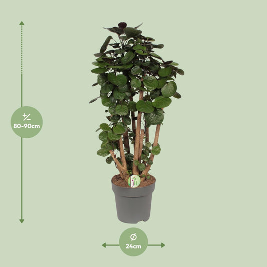 Polyscias Fabian - Ø24cm - ↕90cm 