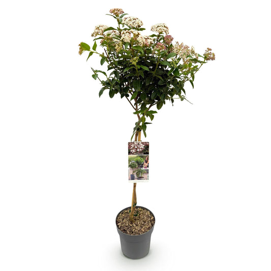 Viburnum tinus – Immergrüner Schneeball – Stamm-Pflanze – Ø19 cm – Höhe ca. 90 cm – Winterblüher – Pflegeleicht & robust – Für Terrasse, Balkon & Garten 