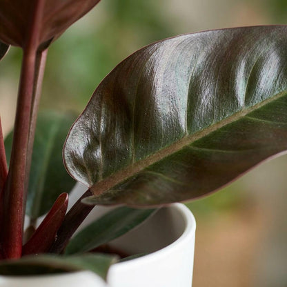 Philodendron Imperial Red Baumfreund 60cm – Zimmerpflanze mit roten Blättern im Übertopf Weiß Ø19cm – glänzendes Laub, kompakter Wuchs – pflegeleicht, luftverbessernd für Wohnung & Büro 