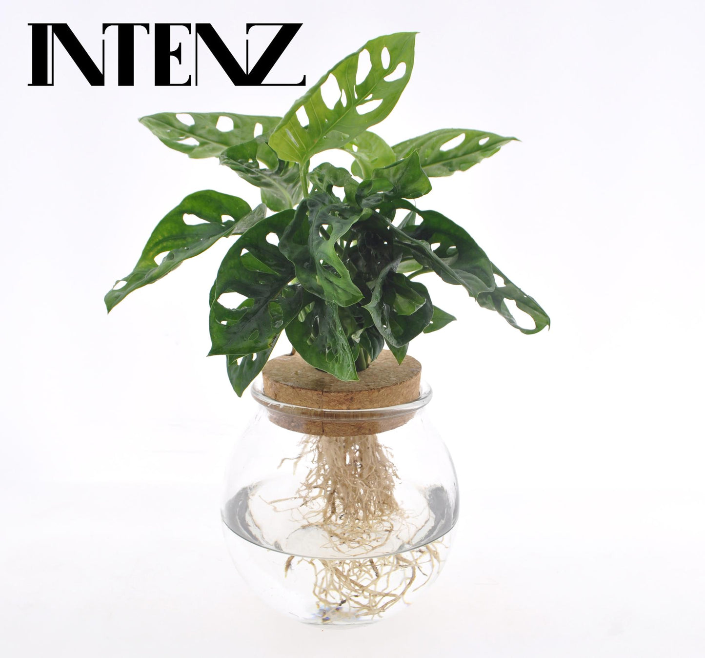 Fensterblatt - Monstera Adansonii in Bolglas - Zimmerpflanze - Ø12cm - ↕25cm