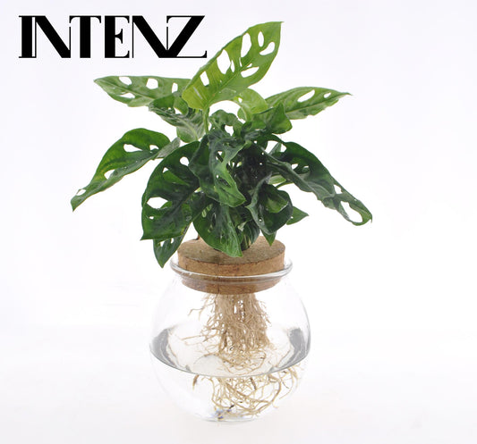 Fensterblatt - Monstera Adansonii in Bolglas - Zimmerpflanze - Ø12cm - ↕25cm