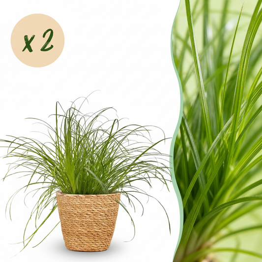 Green boutiQ - Zimmerpflanze - Cyperus alternifolius Zumula - Katzenpflanze - Haustierfreundliche Pflanze - Grün - 2 Pflanzen - mit Korb - Topf 12cm - Höhe 20cm 