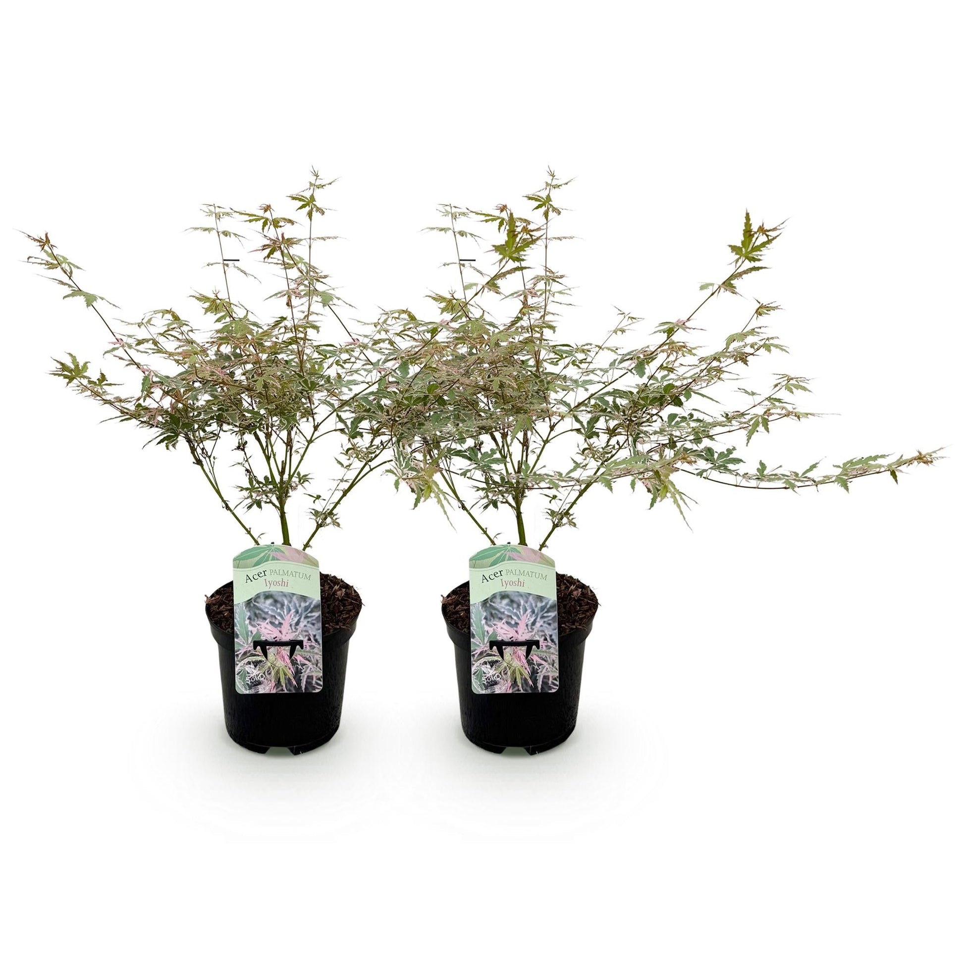 Japanischer Ahorn – Acer palmatum Iyoshi – 2 Pflanzen im 19 cm Topf – 70 cm hoch – Balkon- & Terrassenpflanze – Rosa Herbstfärbung – Zierahorn für Garten & Kübel 