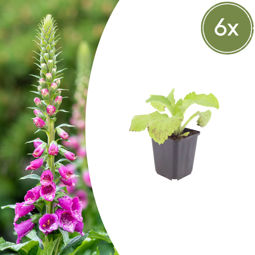 Roter Fingerhut Digitalis purpurea – 6 Pflanzen – 10-25cm – Ø9cm – Hohe Blütenstaude für Garten & Cottage-Beet – Bienenfreundliche Sommerblume