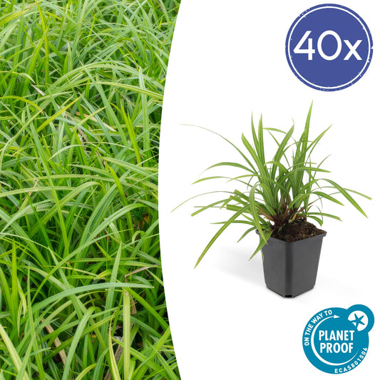 Grünblättrige Segge Carex morrowii 'Irish Green' – ↕10-25cm – Ø9cm – 40 Pflanzen – Bodendecker – Immergrün – Pflegeleicht – Schattentauglich