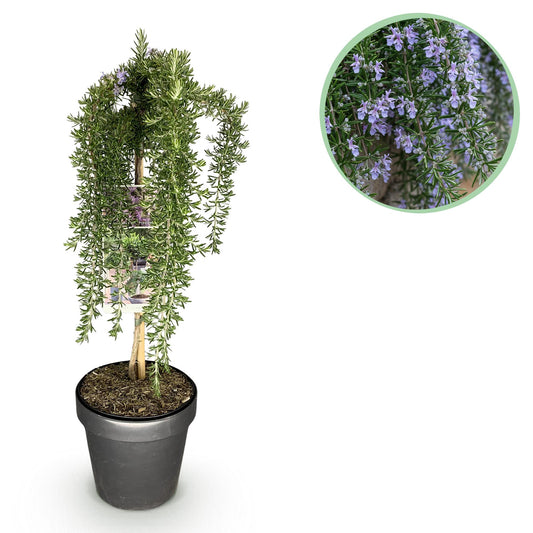 GreenboutiQ - Stamm-Pflanze - Rosmarinus officinalis Prostratus - Terrassenpflanze - Immergrün - Winterhart - Lila Blüte - Topf 19cm Höhe 90cm 